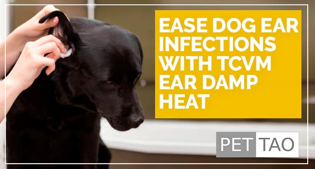 Ear Damp Heat TCVM Formula Eases Dog Ear Infections
