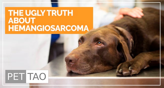 Why I Hate Dog Spleen Cancer Splenic Hemangiosarcoma