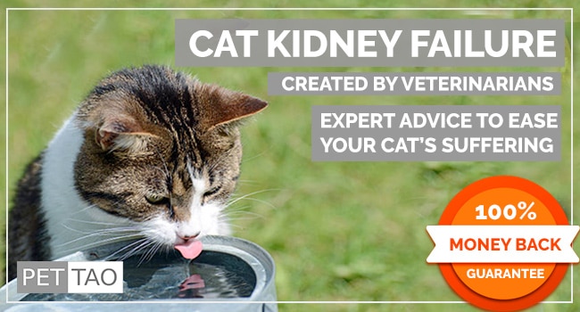 Cat Kidney Failure Course Info PET TAO Holistic Pet Products
