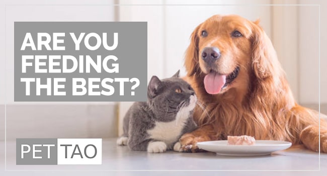 3 Essential Features of a Good Pet Food