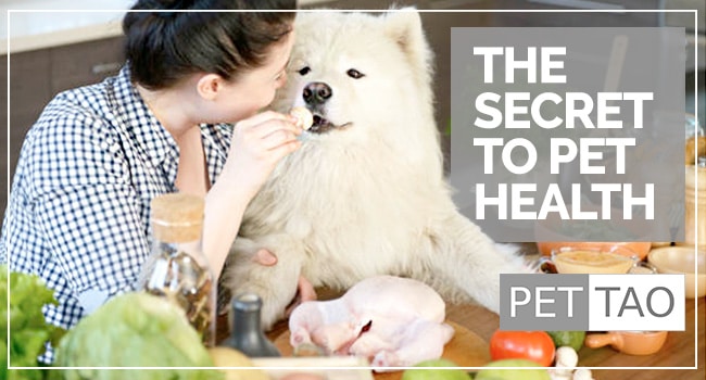 #1 Secret to Having a Healthy Pet