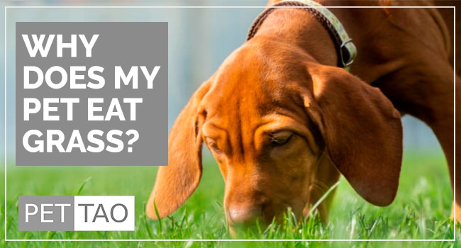 Image for Why Is My Dog Eating Grass?