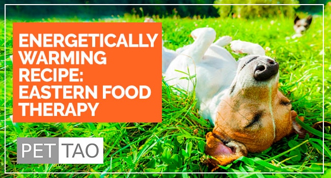 Energetically Warming Dog Food Recipe: Food Therapy Backed by Veterinarians