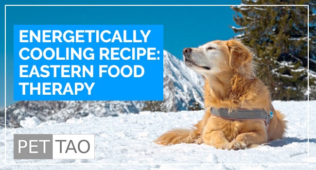 TCVM Energetically Cooling Dog Food Recipe: Food Therapy Backed by Veterinarians