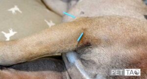 photo of a dog acupuncture session for arthritis