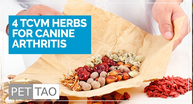 Image for Who Else Wants Herbal Relief From Canine Arthritis Pain?