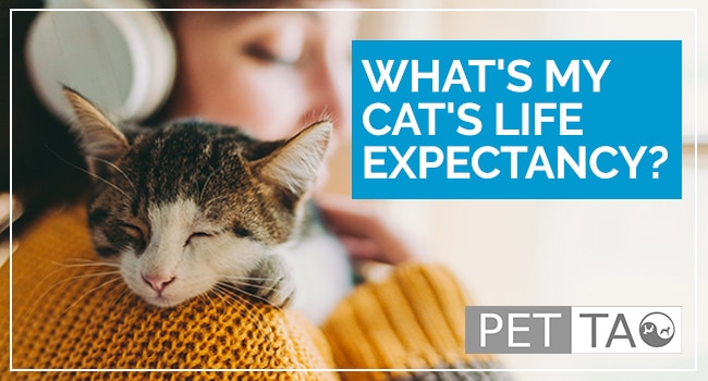 My Cat Has Renal Failure! What is His Life Expectancy?