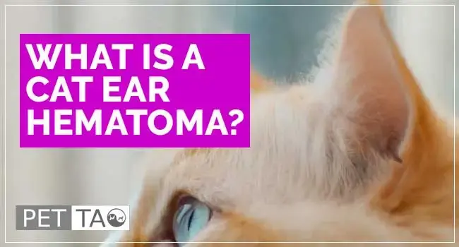 Ear Hematomas: The Most Costly Cat Allergy Symptom