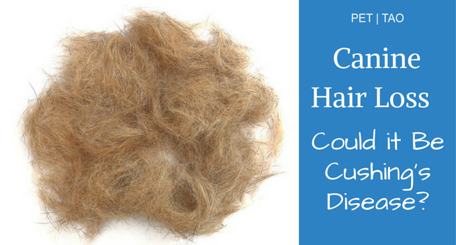 Image for Is Dog Hair Loss a Possible First Sign of Cushing’s Disease