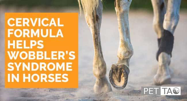 Cervical Formula Herbal Therapy Soothes Wobbler’s Syndrome in Horses