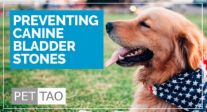 Dog Bladder Stones: Painfully Easy to Prevent - PET | TAO Holistic Pet ...