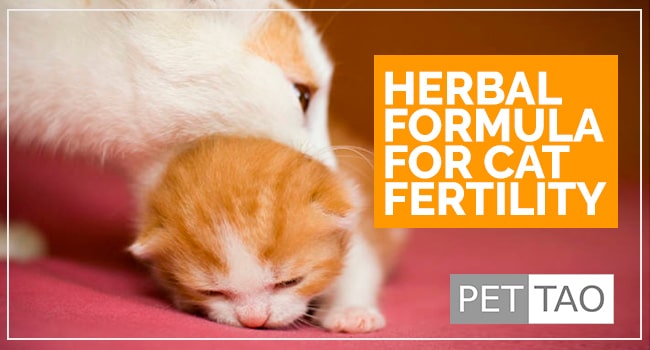 Image for Epimedium Formula: Herbal Cat Fertility Blend