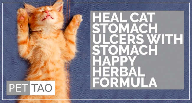 Image for TCVM Stomach Happy Herbal Formula Eases Cat Stomach Ulcers
