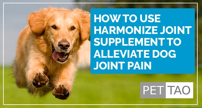Image for How to Use Harmonize Joint Supplement to Alleviate Dog Joint Pain