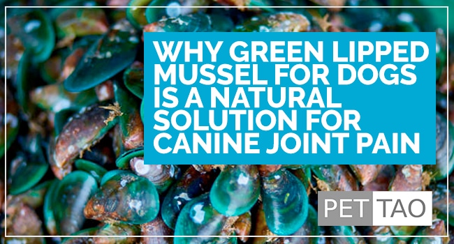 Image for Why Green Lipped Mussel for Dogs is a Natural Solution for Canine Joint Pain