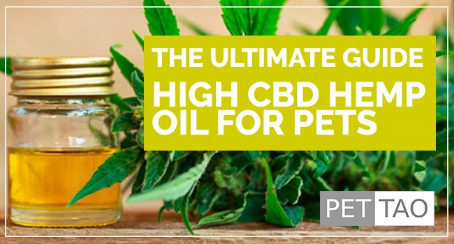 The Ultimate Guide to High CBD Hemp Oil for Pets