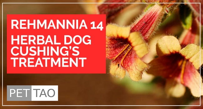 Image for Rehmannia 14 Formula: Herbal Treatment for Dog Cushing's Disease
