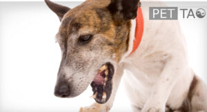 Coughing dog