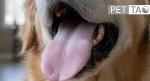 Dog with pale tongue