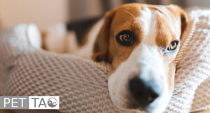 dog with fatigue