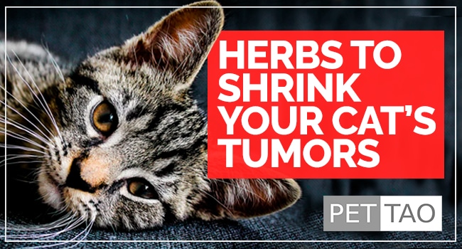 TCVM Herbal Max’s Formula Combats Tumors on Cats