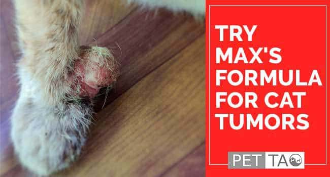 Curtail Feline Tumors With Max’s Formula TCVM Herbal Remedy