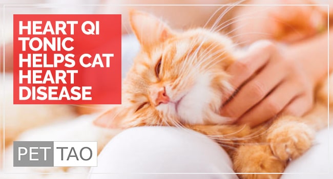 Image Heart Qi Tonic Helps Cat Heart Disease