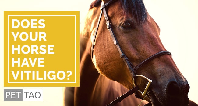 Image for TCVM Herbal Blood Heat Formula Helps Vitiligo in Horses