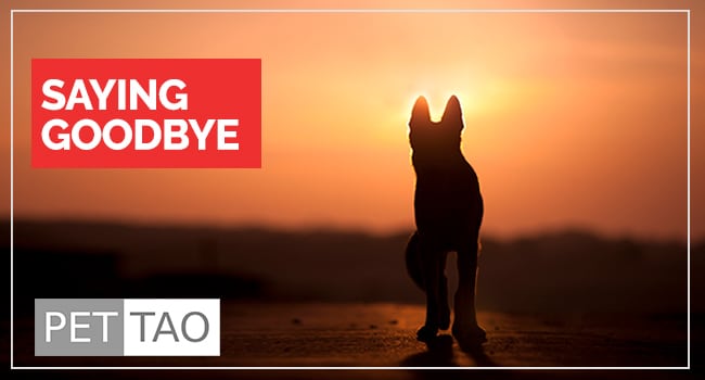 4 Ways to Bring Harmony Back After the Loss of a Pet