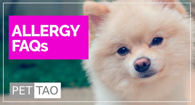 6 FAQs About Allergy Medicine For Dogs