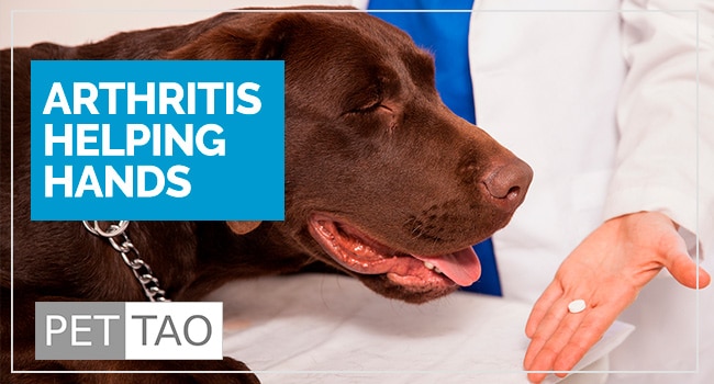 Dog Arthritis Pain Relief: How to Minimize Side Effects and Frustration