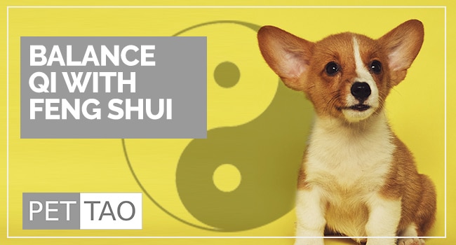 Feng Shui Tips for Pets Everybody Ought to Know