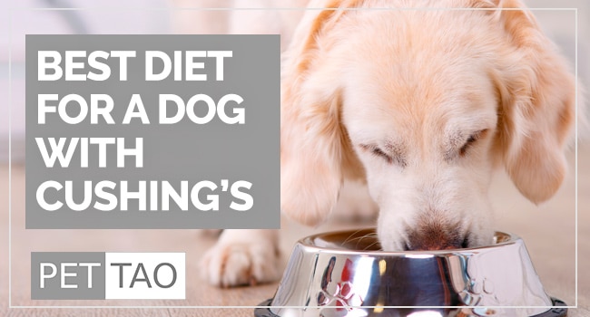 The Best Diet for Dogs with Cushing’s Disease