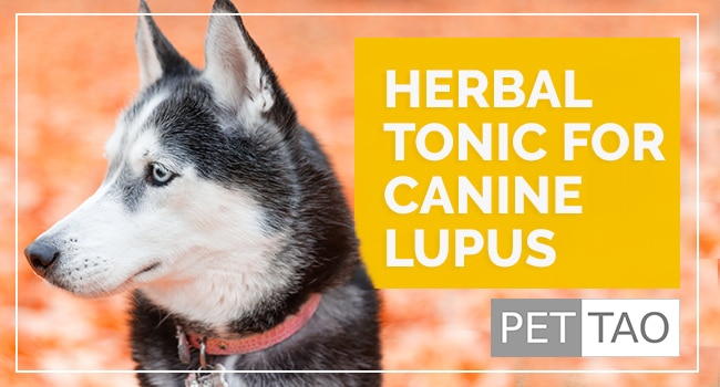 Blood Heat Herbal Formula Calms Canine Lupus