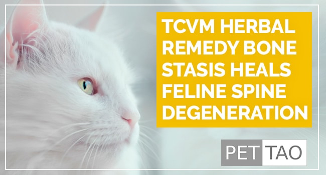 TCVM Herbal Remedy Bone Stasis Heals Feline Spondylosis Deformans and Bone Spurs