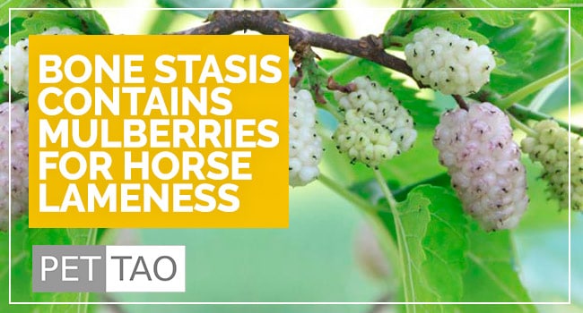 Chinese Herbal Blend Bone Stasis Eases Lameness in Horses