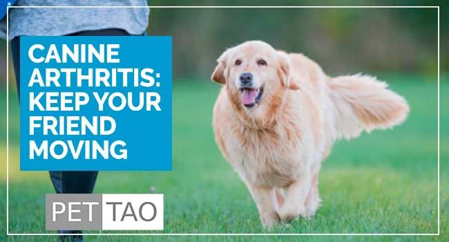 Provide Comfort For Your Dog: Adjust Food For Arthritis