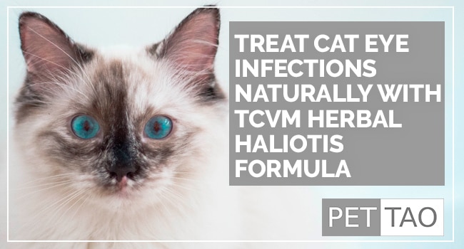 Treat Cat Eye Infections Naturally with TCVM Herbal Haliotis Formula
