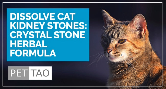 TCVM Crystal Stone Formula Dissolves Cat Kidney Stones