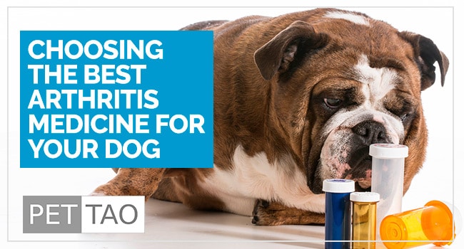 Which Dog Arthritis Medicine Should I Choose?