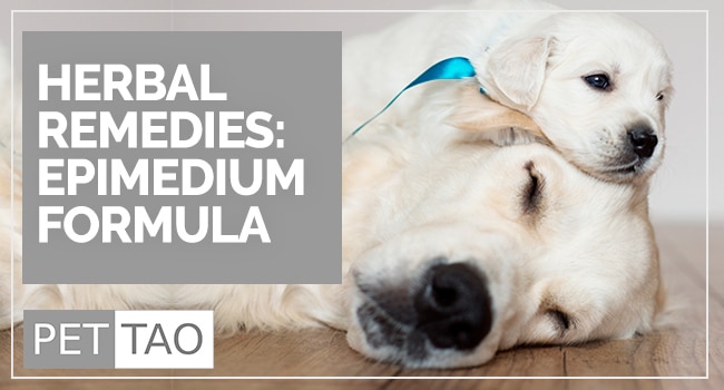Epimedium Powder: Could Herbs Be the Answer to Dog Infertility?