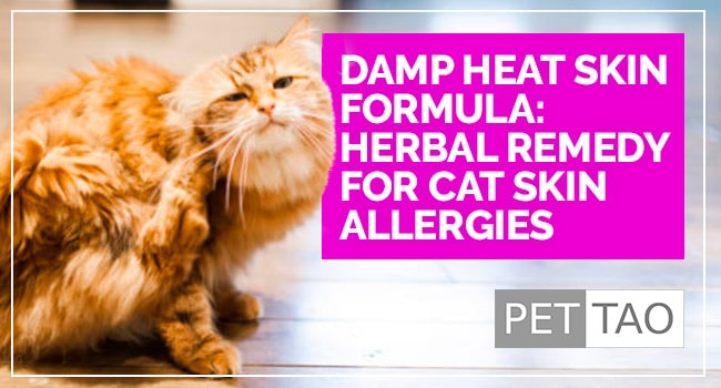 Cat Skin Allergies: How to Identify and Treat Symptoms