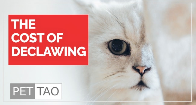 Is Declawing Cats Humane?