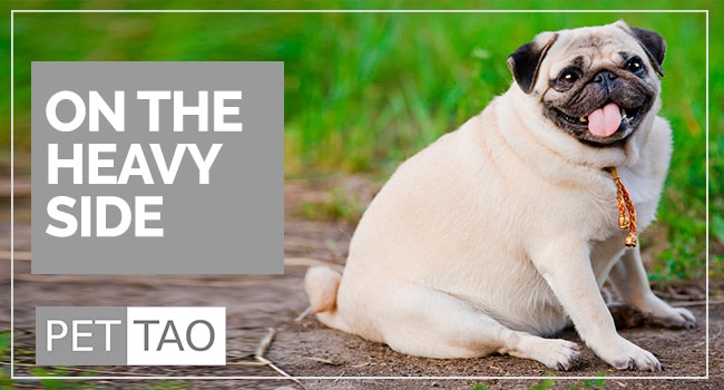 Discover 7 Conditions of Overweight Pets