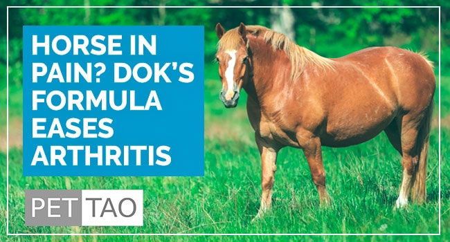 Dok’s Formula Herbal Blend Eases Arthritis in Horses