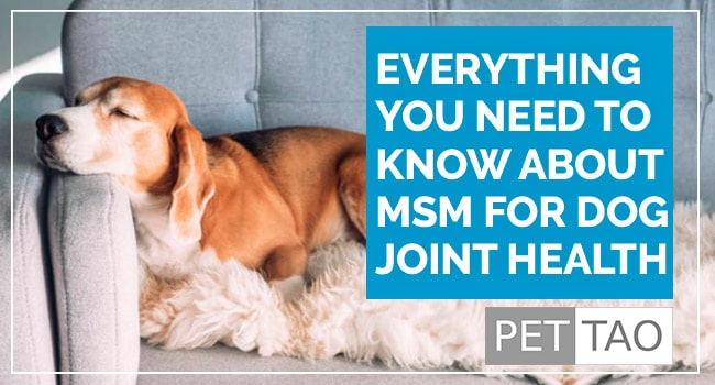 Everything to Know About Joint Health and MSM for Dogs