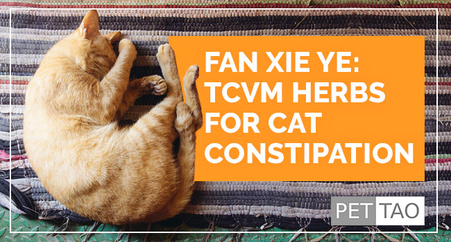 Image for Fan Xie Ye: TCVM Herbs for Cat Constipation