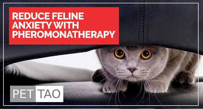 Feline-Pheromone Therapy