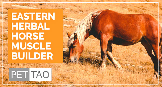 Four Gentlemen Herbal Remedy: Horse Muscle Builder Supplement