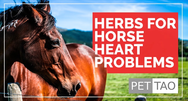 Heart Qi Tonic Herbal Remedy Helps Horse Heart Problems